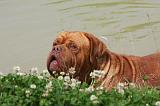 DOGUE DE BORDEAUX 231